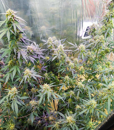 Семена сорта Crime Caramel Auto fem (Семяныч)