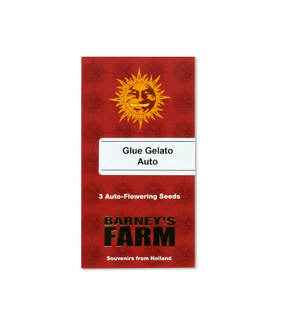 Семена сорта Glue Gelato Auto fem (Barney's Farm)