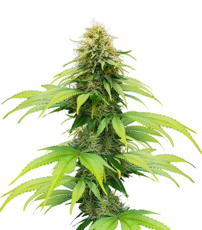 Семена сорта CBG-Force fem (Dutch Passion)