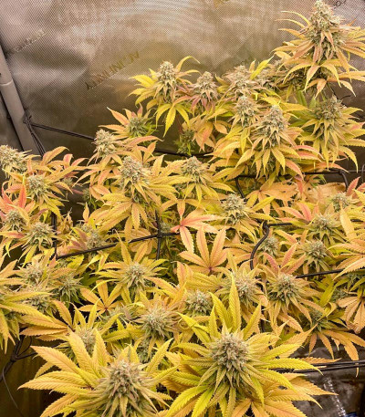 Семена сорта Gary Payton fem (Barney's Farm)