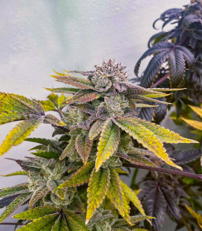 Семена сорта Gorilla Glue × Lemon Haze (7CH Seeds & Cali Buds Seeds)