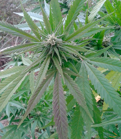 Семена сорта High Level fem (Eva Seeds)