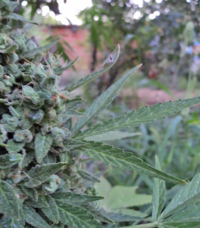 Семена сорта Niagara Auto fem Doctor’s Choice