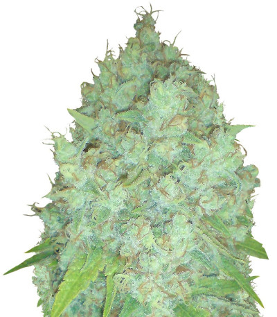 Семена сорта Galaxy fem (Pyramid Seeds)