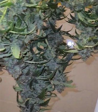 Семена сорта Auto Orange Bud fem (Dutch Passion)