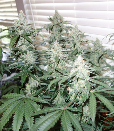 Семена сорта Auto Sweet Soma fem (00 Seeds)