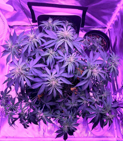 Семена сорта Auto Northern Light fem (Victory Seeds)
