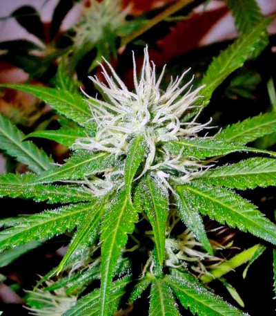 Семена сорта Mango Haze fem