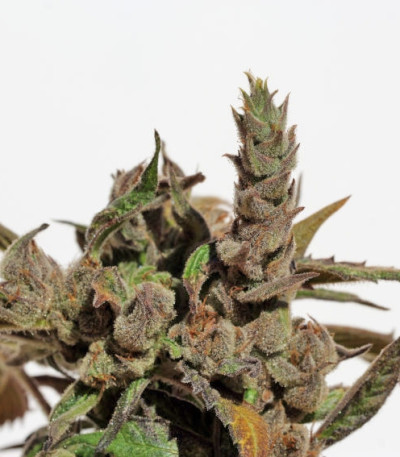 Семена сорта Cannatonic fem (Resin Seeds)