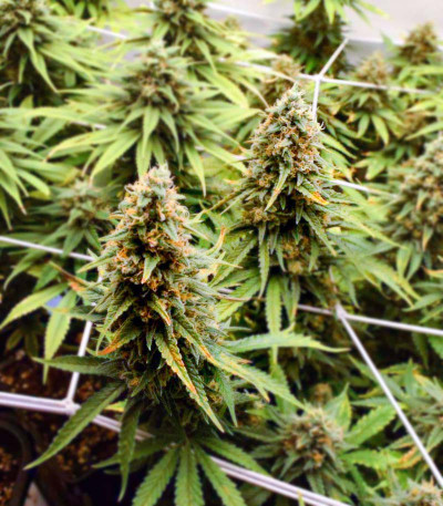 Семена сорта Fat Banana fem (Royal Queen Seeds)