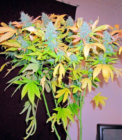 Семена сорта Northern Lights fem (Nirvana Seeds)