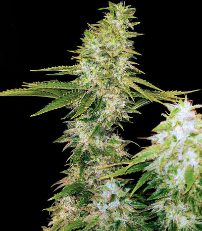 Семена сорта Satori fem (Mandala Seeds)