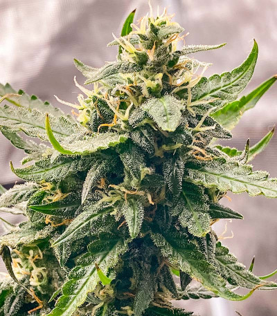 Семена сорта Jealousy fem (7CH American)