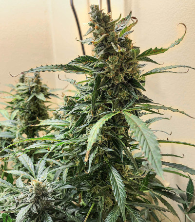 Семена сорта Northern Lights Auto fem (Семяныч)