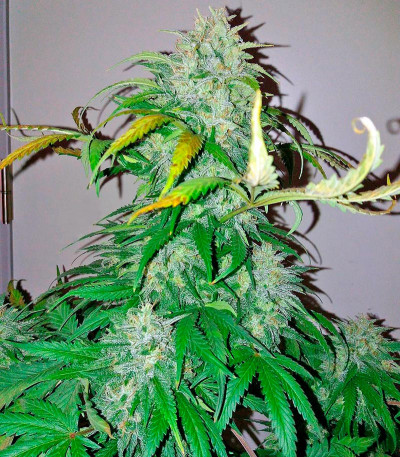 Семена сорта Bubba Kush Autoflowering fem (Dinafem Seeds)