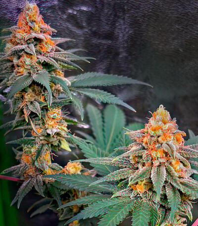 Семена сорта Dos-Vi-Dos 33 fem (Семяныч)