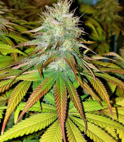 Семена сорта OG Kush fem (Humboldt Seeds)