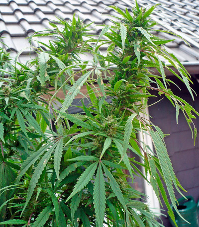 Семена сорта Purple Paro Valley fem