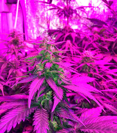 Семена сорта Short Rider Automatic fem