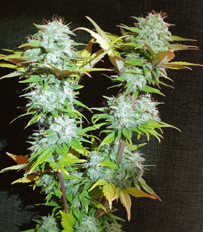 Семена сорта Super Bud Auto fem (Green House Seeds)