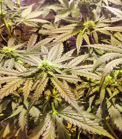 Семена сорта Amnesia Auto fem (Семяныч)