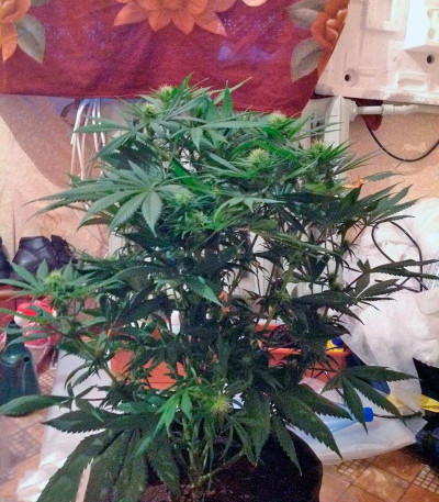 Семена сорта King’s Kush fem