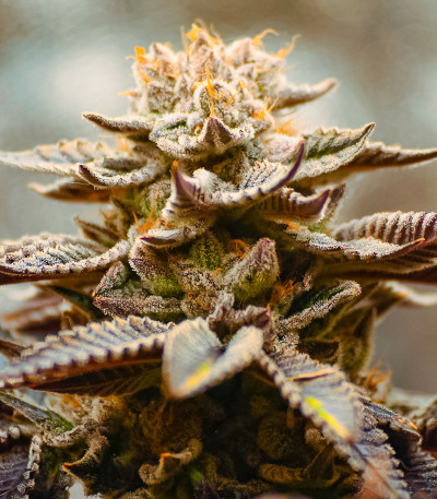 Семена сорта Persian Pie fem (Green House Seeds)