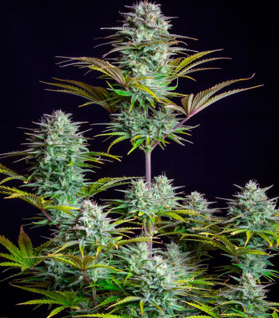 Семена сорта Kosher Cake Auto fem (FastBuds)