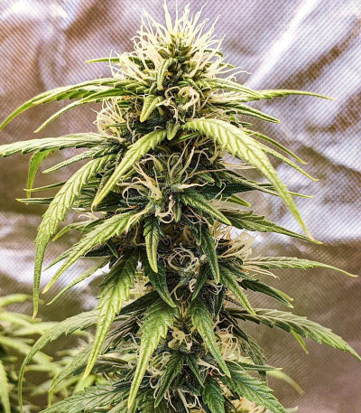 Семена сорта Auto Daiquiri Lime fem (Dutch Passion)