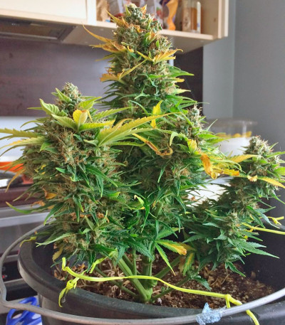 Семена сорта Auto Alpujarrena fem (Pyramid Seeds)