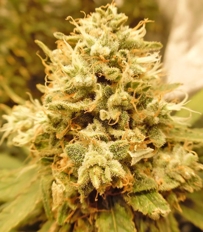 Семена сорта Blue Kripple fem (Dr. Krippling Seeds)