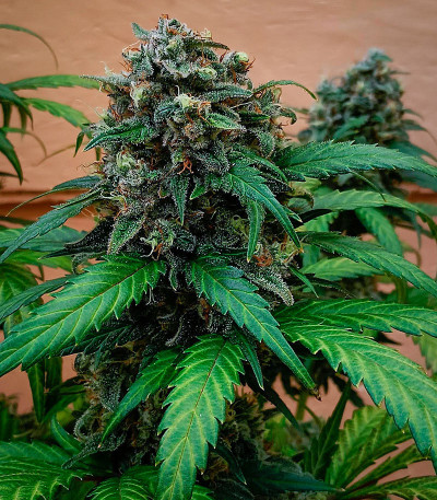 Семена сорта Jet Fuel Mandarine XL Auto fem (Sweet Seeds)