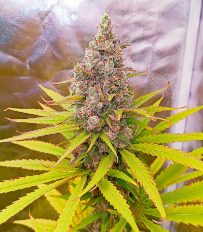 Семена сорта Papaya Zoap F1 Fast Version fem (Sweet Seeds)