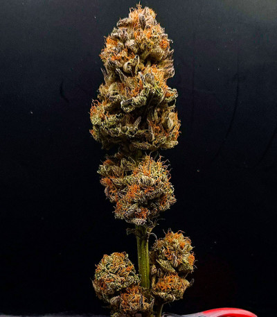 Семена сорта Pellezino Cookies fem (Original Sensible Seeds)