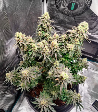 Семена сорта Vanilla Kush fem (Barney's Farm)
