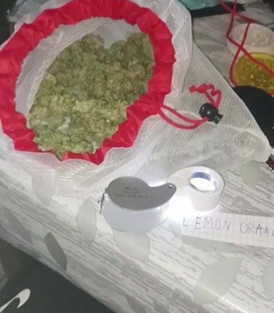 Семена сорта Lemon Orange fem (Green House Seeds)