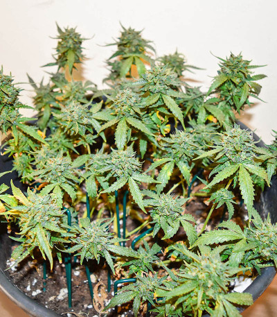 Семена сорта Bubba Kush fem