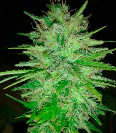 Семена сорта Cotton Candy Kush fem (Delicious Seeds)