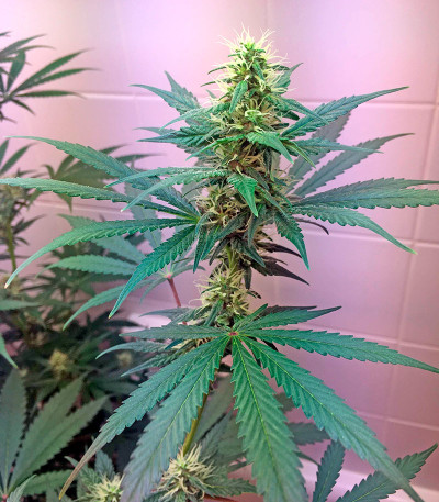 Семена сорта Critical Cheese fem (Dinafem Seeds)