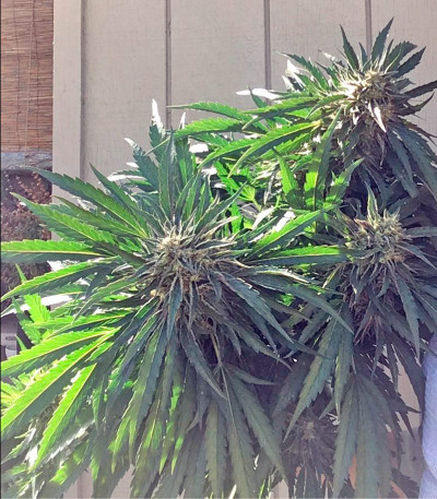 Семена сорта Mango Sapphire fem