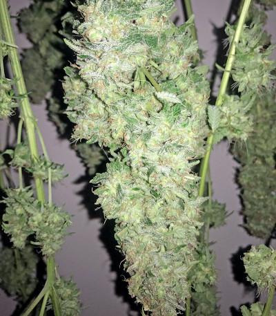 Семена сорта Big Bud (Snow White) reg (Nirvana Seeds)