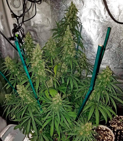 Семена сорта Sterling Haze (Super Silver Haze) reg (Nirvana Seeds)