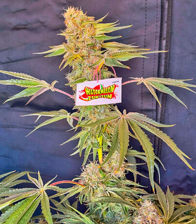 Семена сорта Watermelon Zum Zum fem (UKHTA)