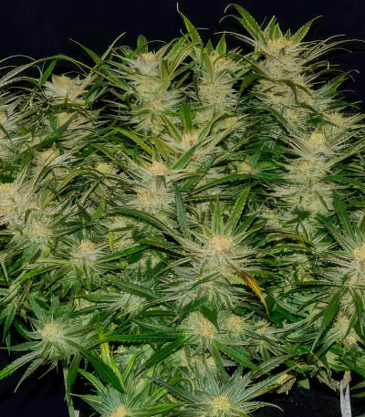 Семена сорта Zkittlez x Grapefruit (7CH Seeds & Cali Buds Seeds)