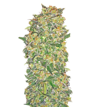 Микс семян конопли Female Collection #2 (00 Seeds)