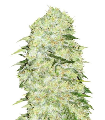 Семена Bubblegum Extra шишки