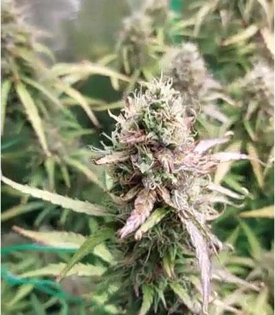 Семена сорта Original Big Bud Auto fem (FastBuds)