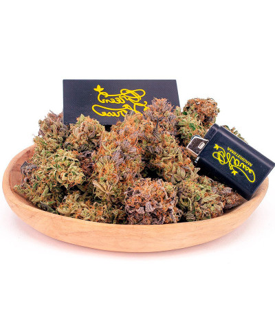 Семена сорта Bubba Slush fem (Green House Seeds)