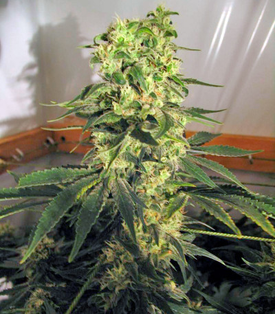 Семена сорта Chronic fem (Serious Seeds)