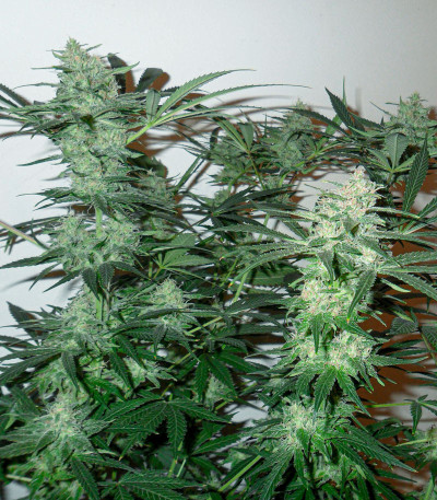Семена сорта Fast Flowering Green Crack fem (Humboldt Seeds)
